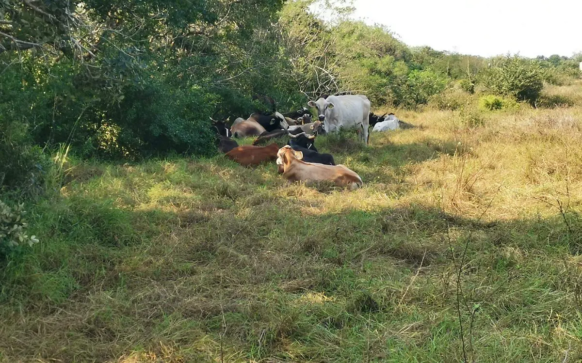 Sequía quita a las vacas las ganas de reproducirse 